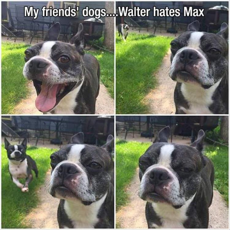 the-dog-hates-the-other-dog