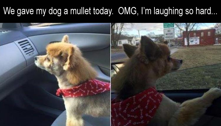 the-funny-animal-pictures-25
