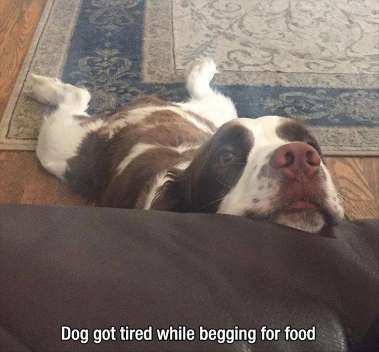 tired-dog