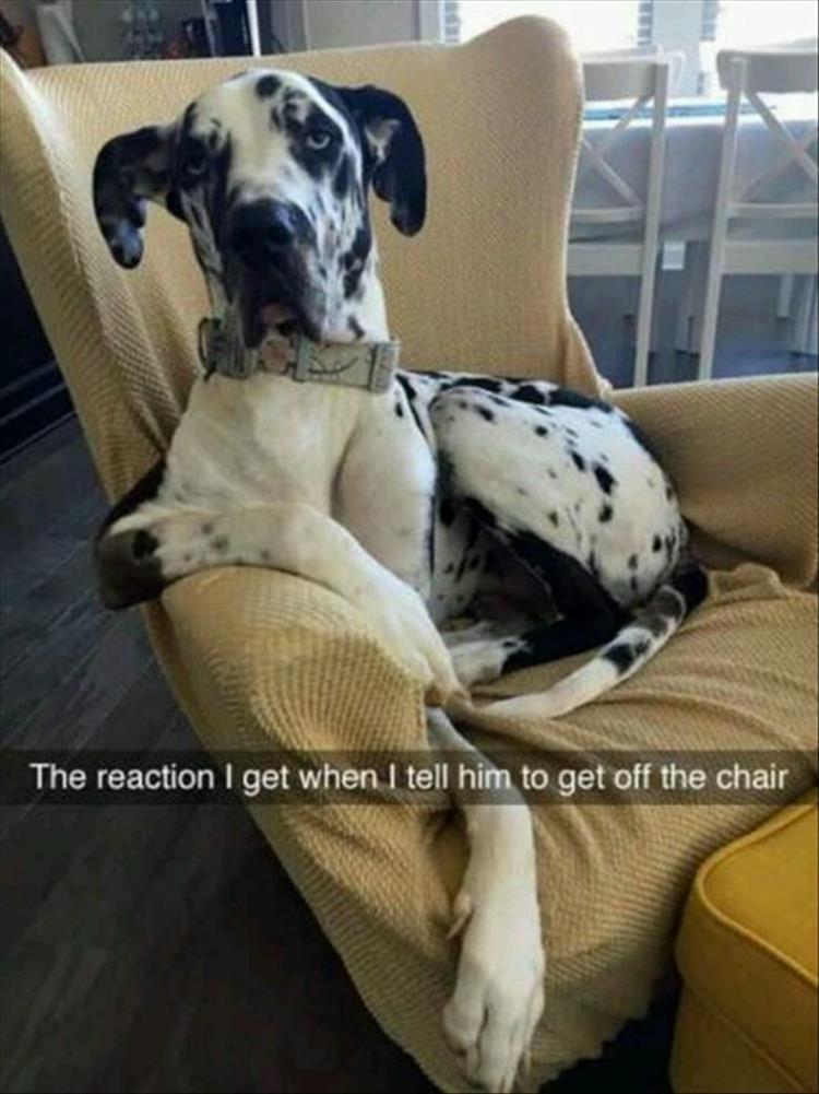 you-need-to-get-off-the-chair-dog