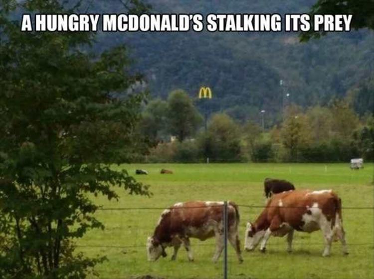 mcdonalds