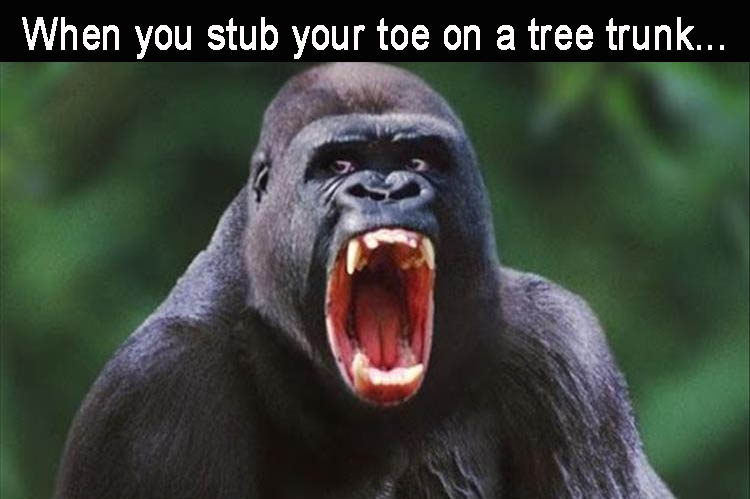 a-when-you-stub-your-toe-on-a-tree-trunk