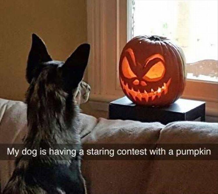 c-staring-contest-dog