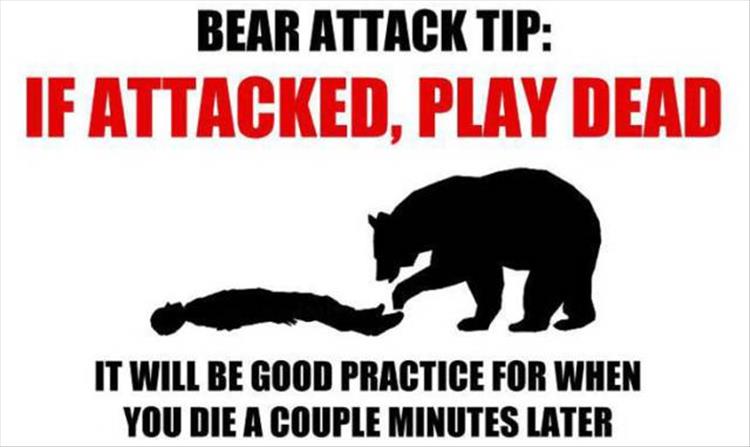 how-to-survive-a-bear-attack