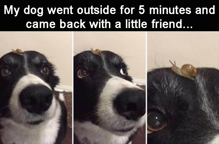 left-my-dog-outside-for-30-minutes-and-he-found-a-friend