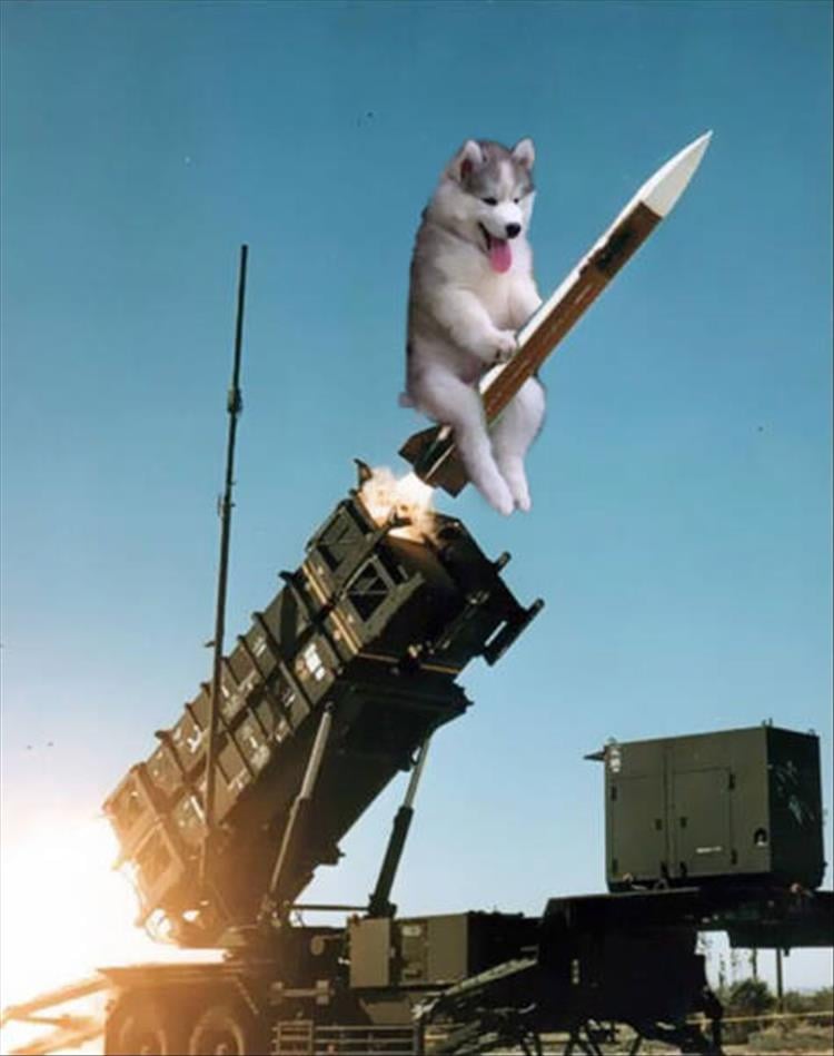 photoshopped-dog-15