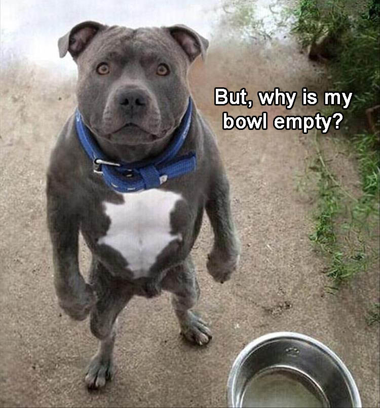 why-is-my-bowl-empty