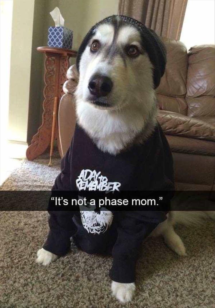 funny-animal-pictures-17