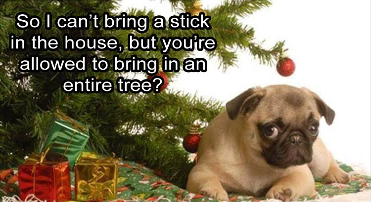 funny-christmas-tree