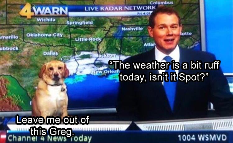 funny-dog-weather