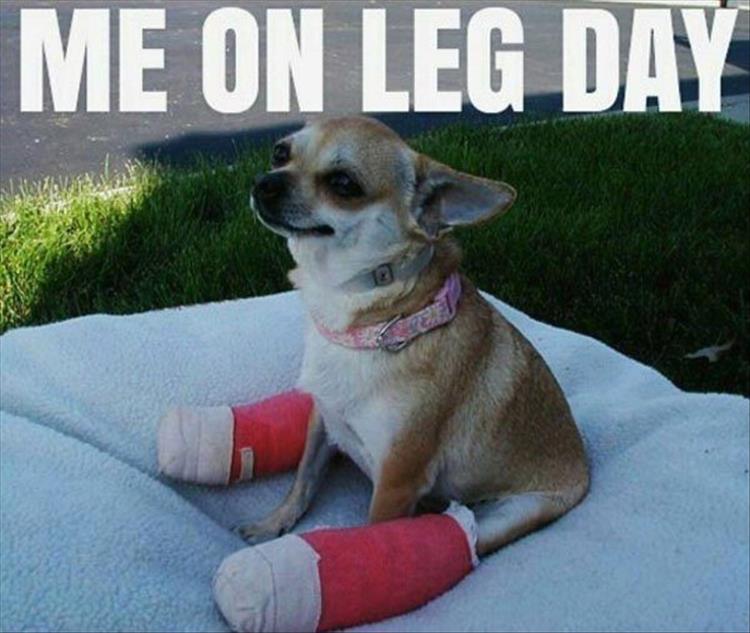 me-on-leg-day