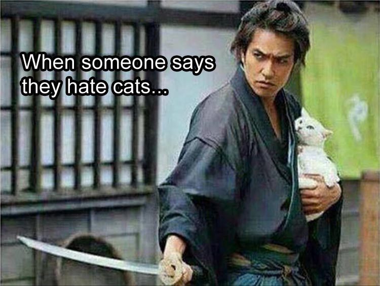 when-someone-says-they-hate-cats