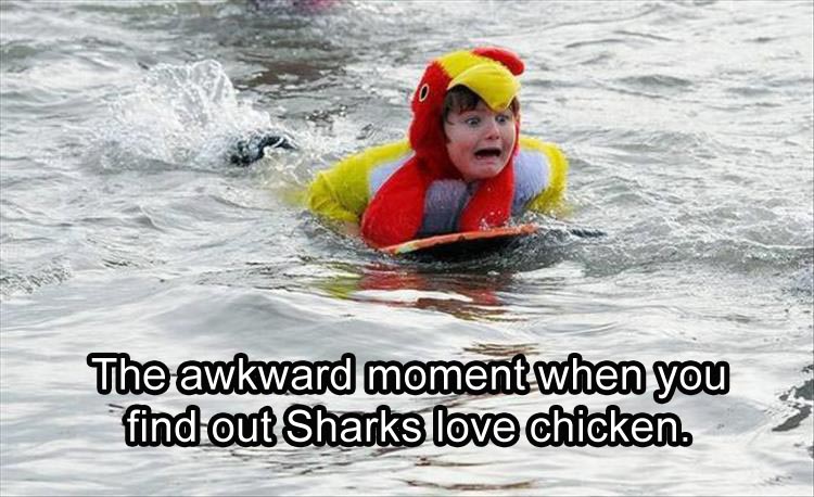when-you-find-out-sharks-like-chicken