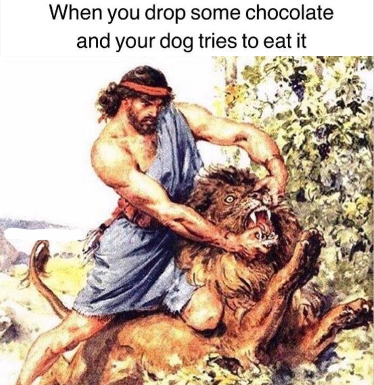 when-your-dog-tries-to-eat-chocolate