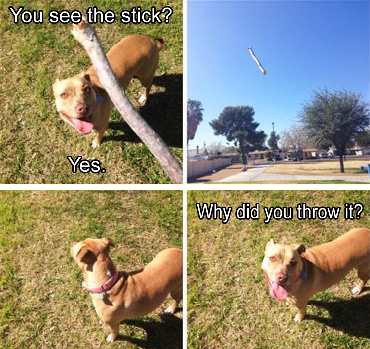 you-see-the-stick-why-did-you-throw-it