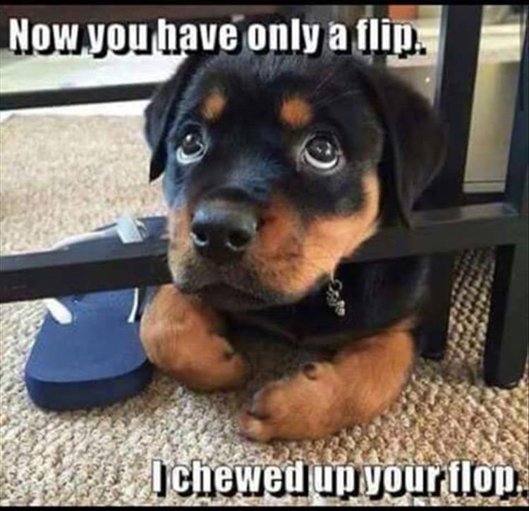 a dog chewed your flip flops