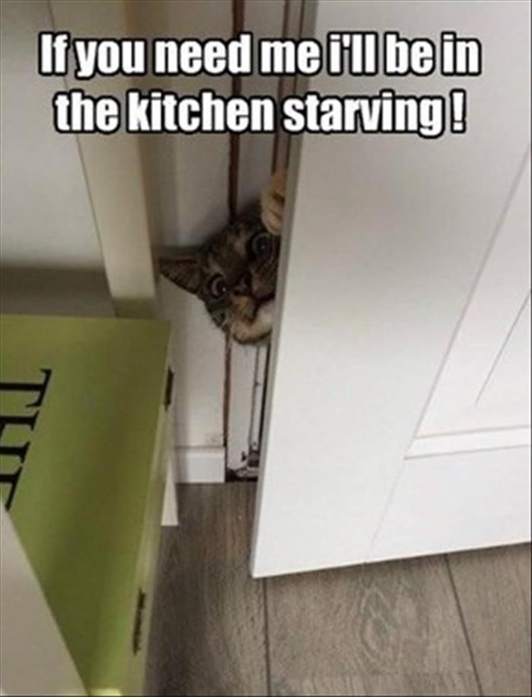 a starving cat