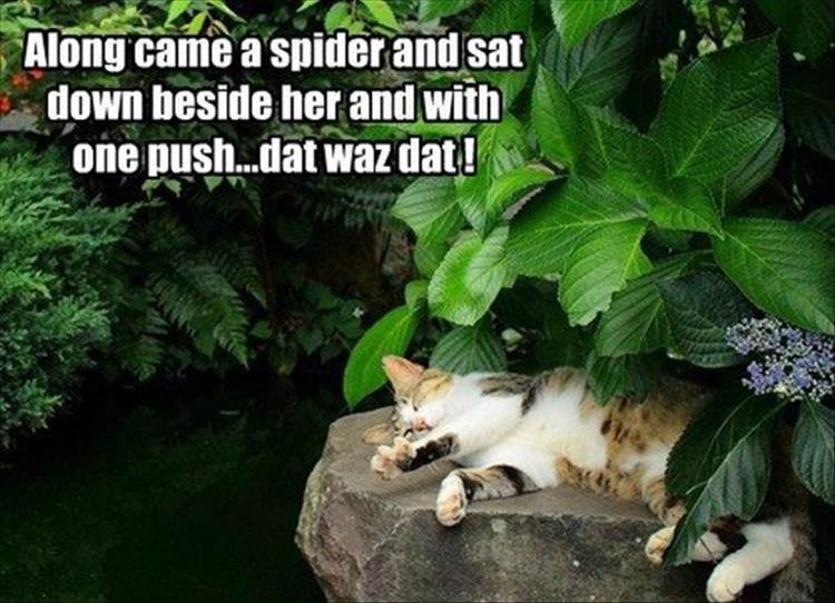 along came a spider