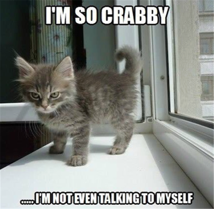 crabby cat