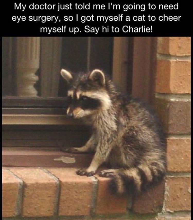 funny animals (3)