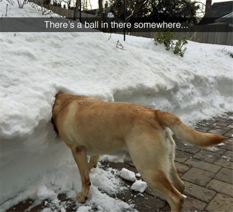 funny ball for dog