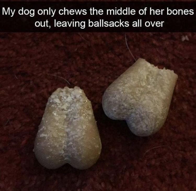 funny chewing dog bones