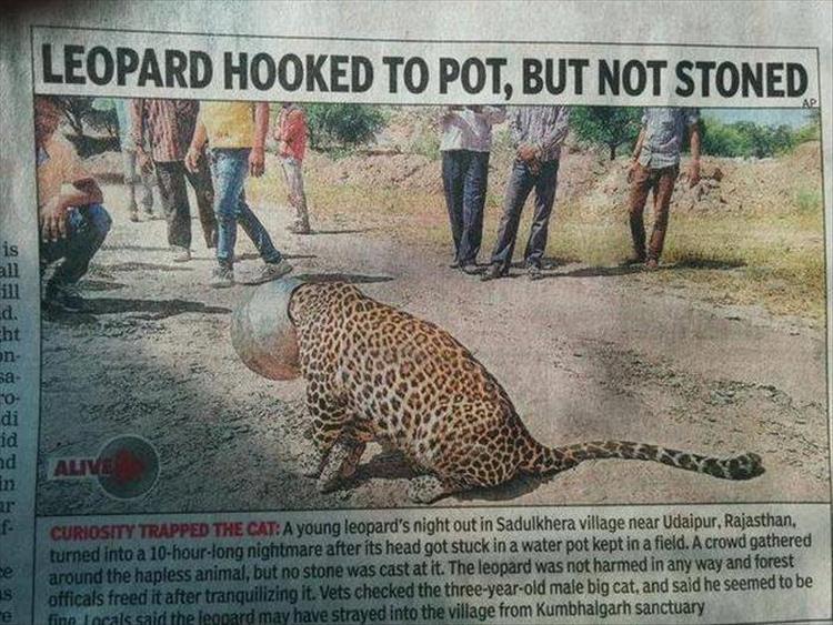 funny headlines (10)