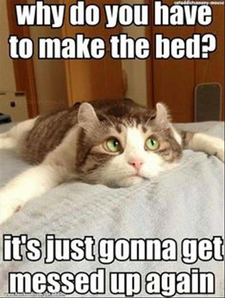 make the bed for the cat