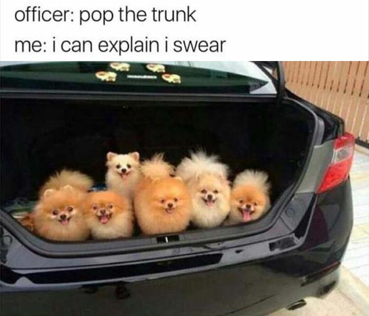 pop the trunk