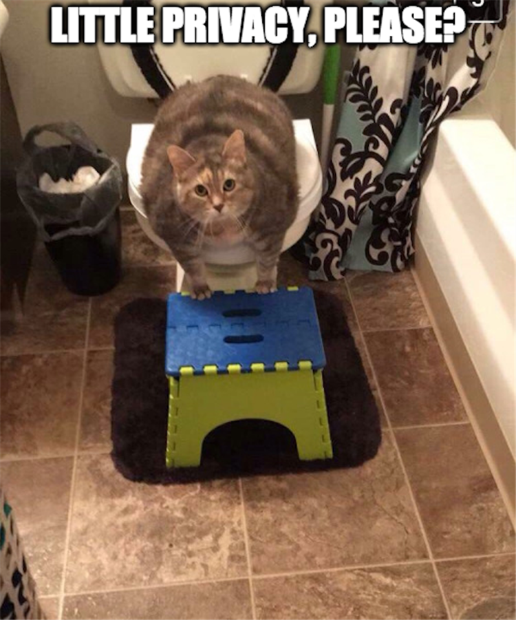 the cat going to the bathroom