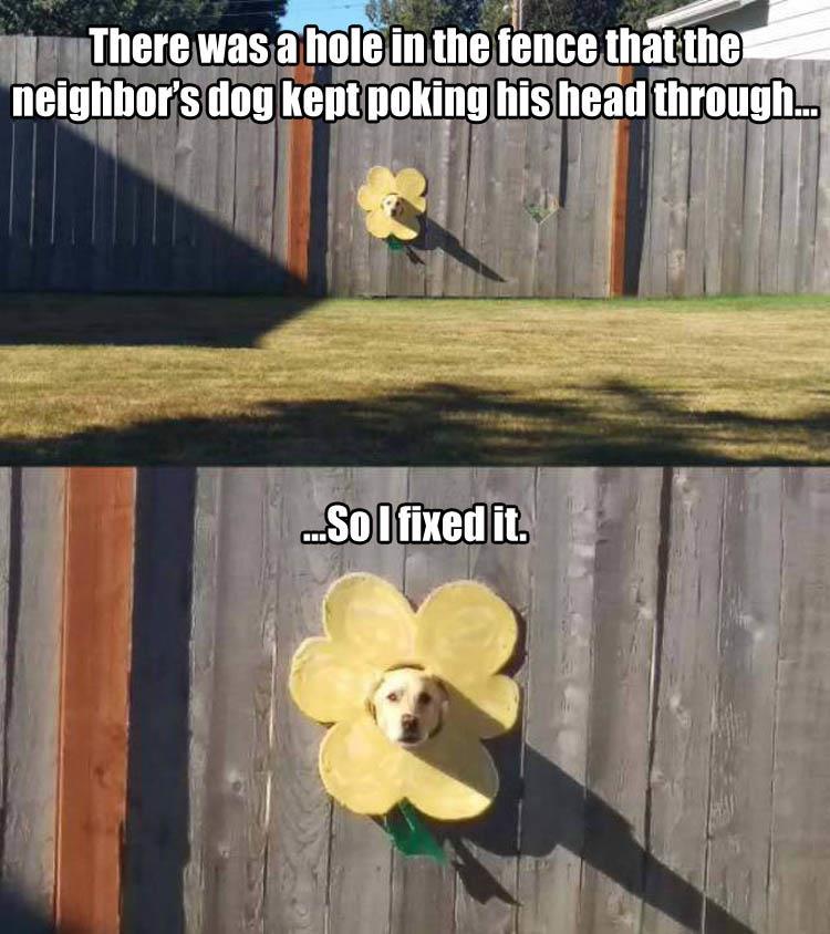 the dog in the fence