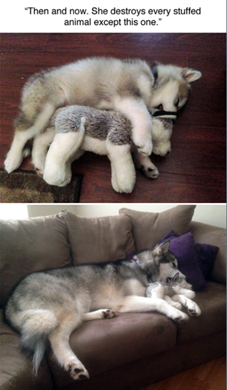 the dog loves his stuffed animal