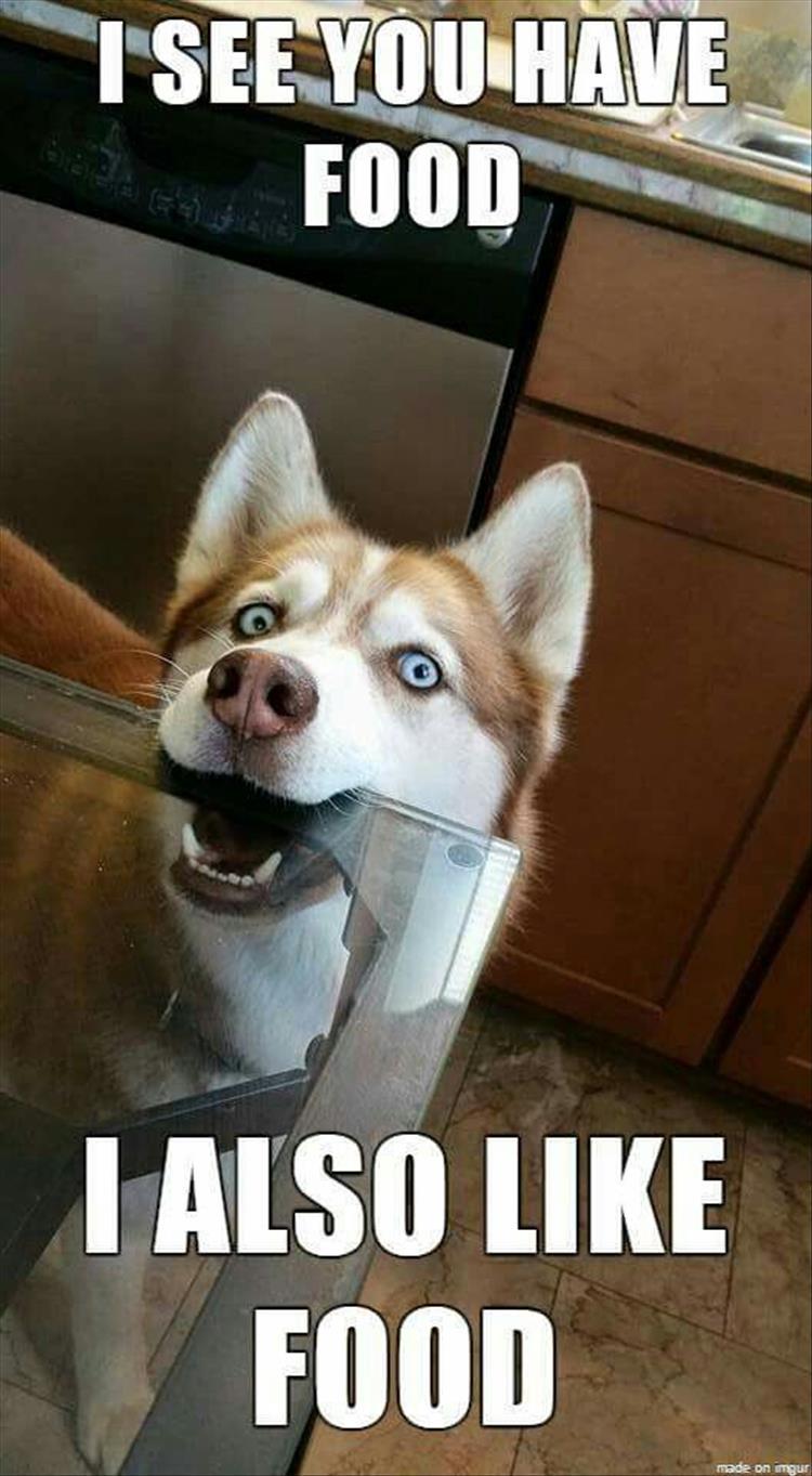 the dog wants your food