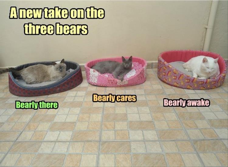 three cats