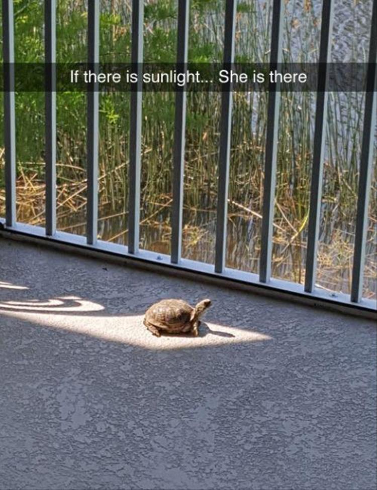 turtles love sunlight