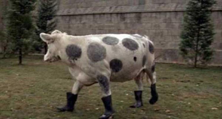 cow with boots