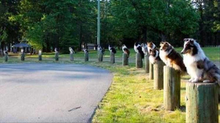 dogs on posts