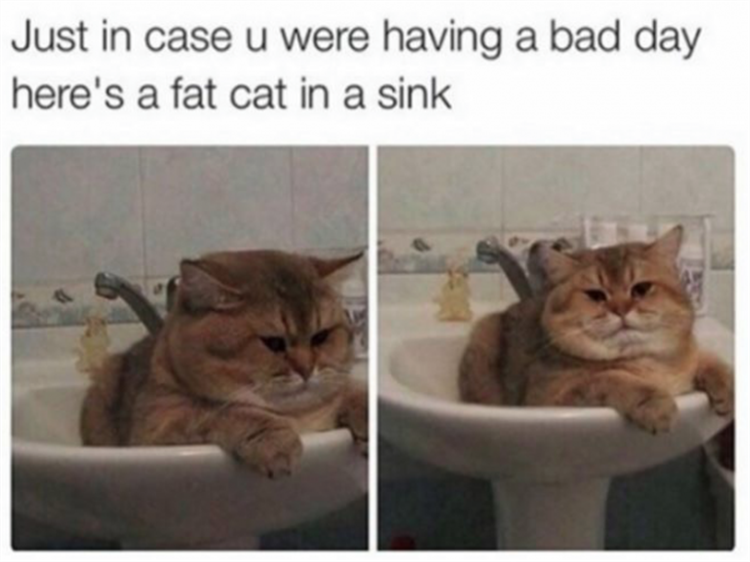 fat cat in a sink