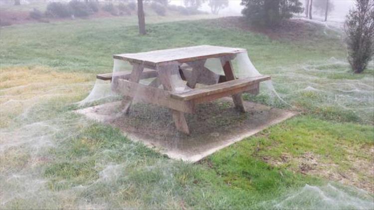 picnic table spiderweb