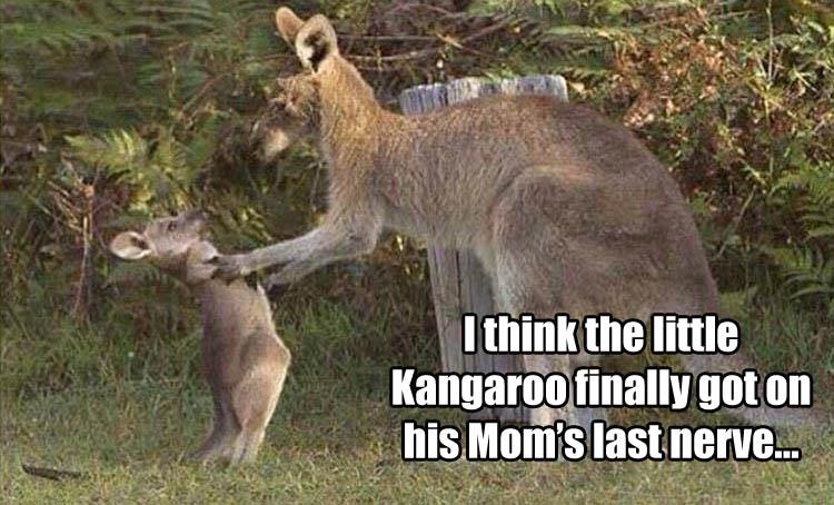 z funny animals (2)