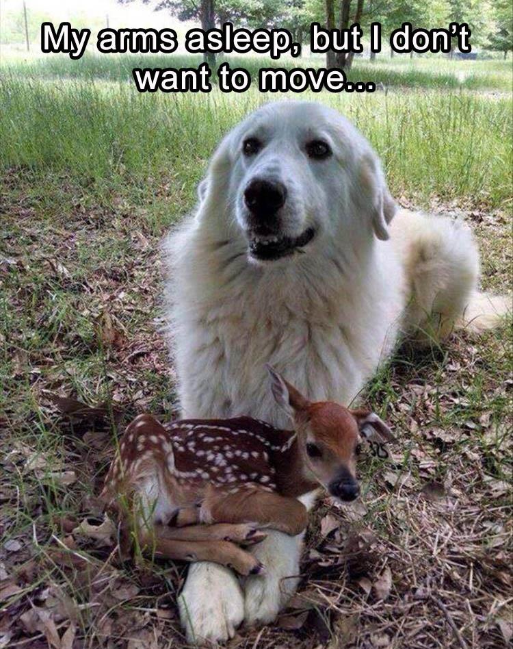 Funny Animal Pictures Of The Day 25 Pics