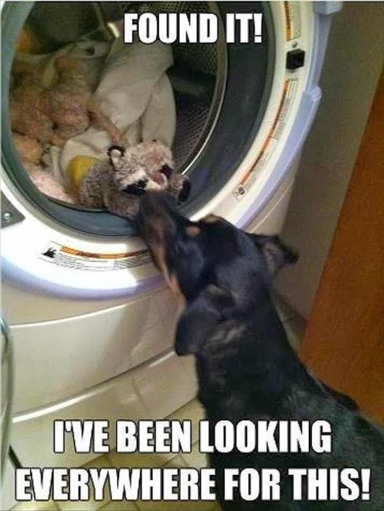 Morning Funny Animal Picture Dump 24 Pics