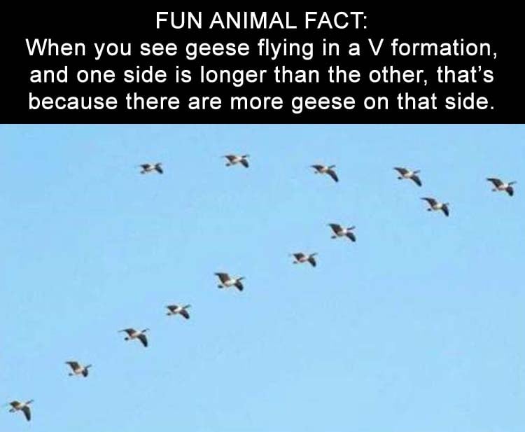 the-fun-animal-facts.jpg