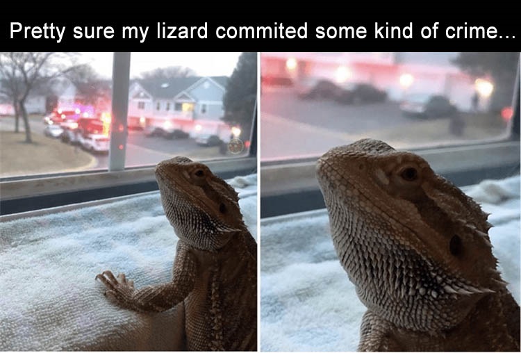 pretty-sure-my-lizard-just-committed-a-crime.jpg