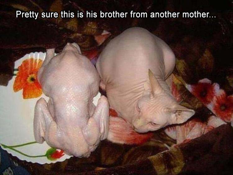 [Image: brother-from-another-mother.jpg]