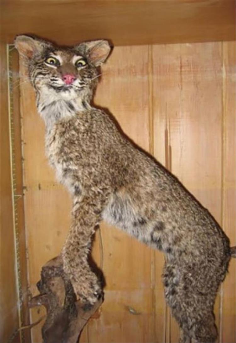 Taxidermy Fails Are What Nightmares Are Made Of - 18 Pics