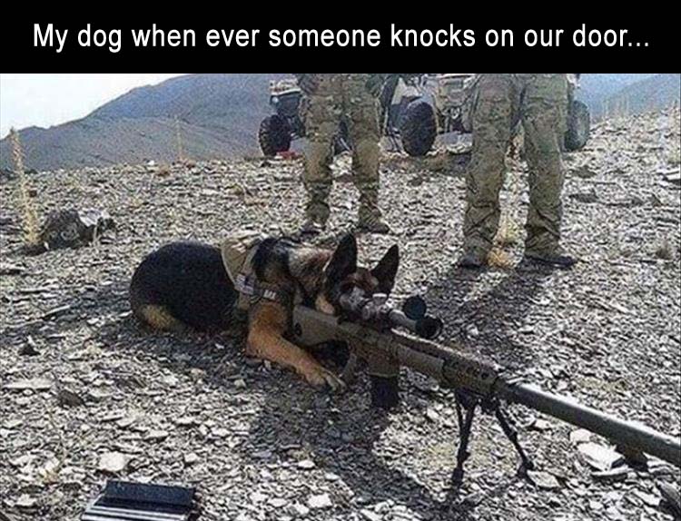 [Image: my-dog-when-someone-knocks-on-our-front-door.jpg]