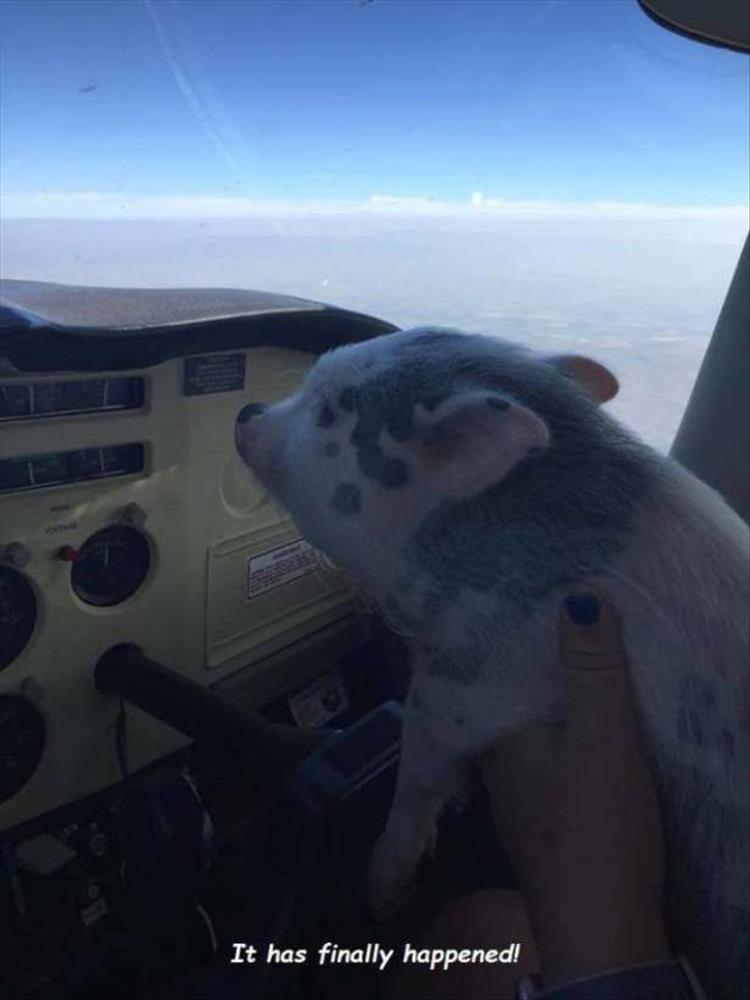 pigs-fly.jpg