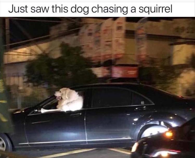 [Image: when-your-dog-is-chasing-squirrels.jpg]