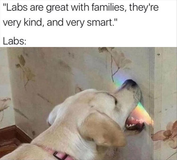 labs.jpg